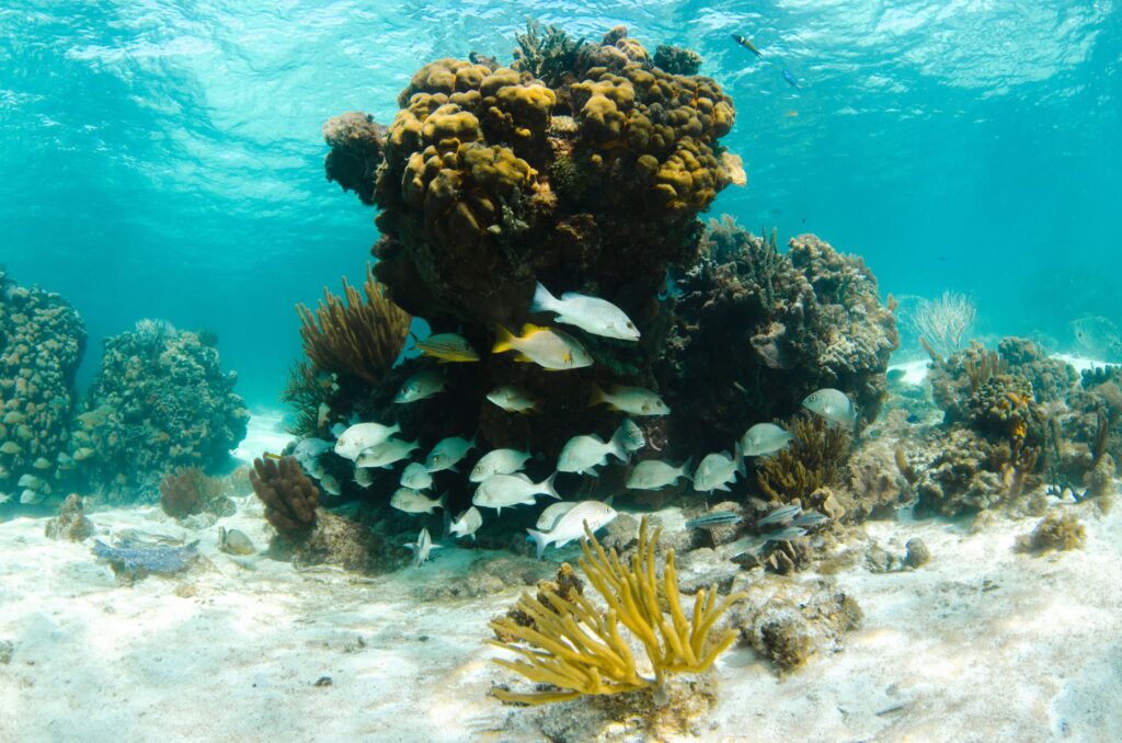 Coral reef under water with man and woman snorkling